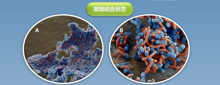 看个实验,更直观地了解dsm17648菌株抗幽过程↓↓↓再通过胃肠道从体