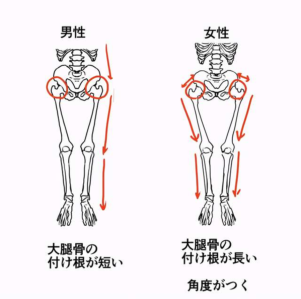 男女生形体画法有什么区别?教你从人体骨骼区分男女的