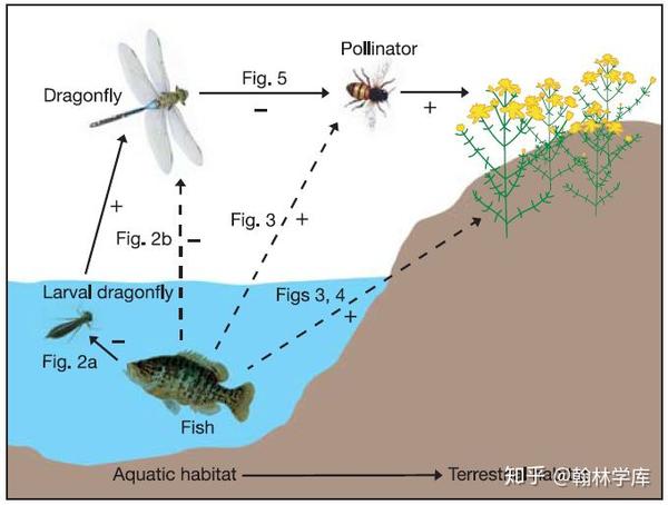论文中的图1  食物网作用显示的鱼类影响植被繁殖的途径