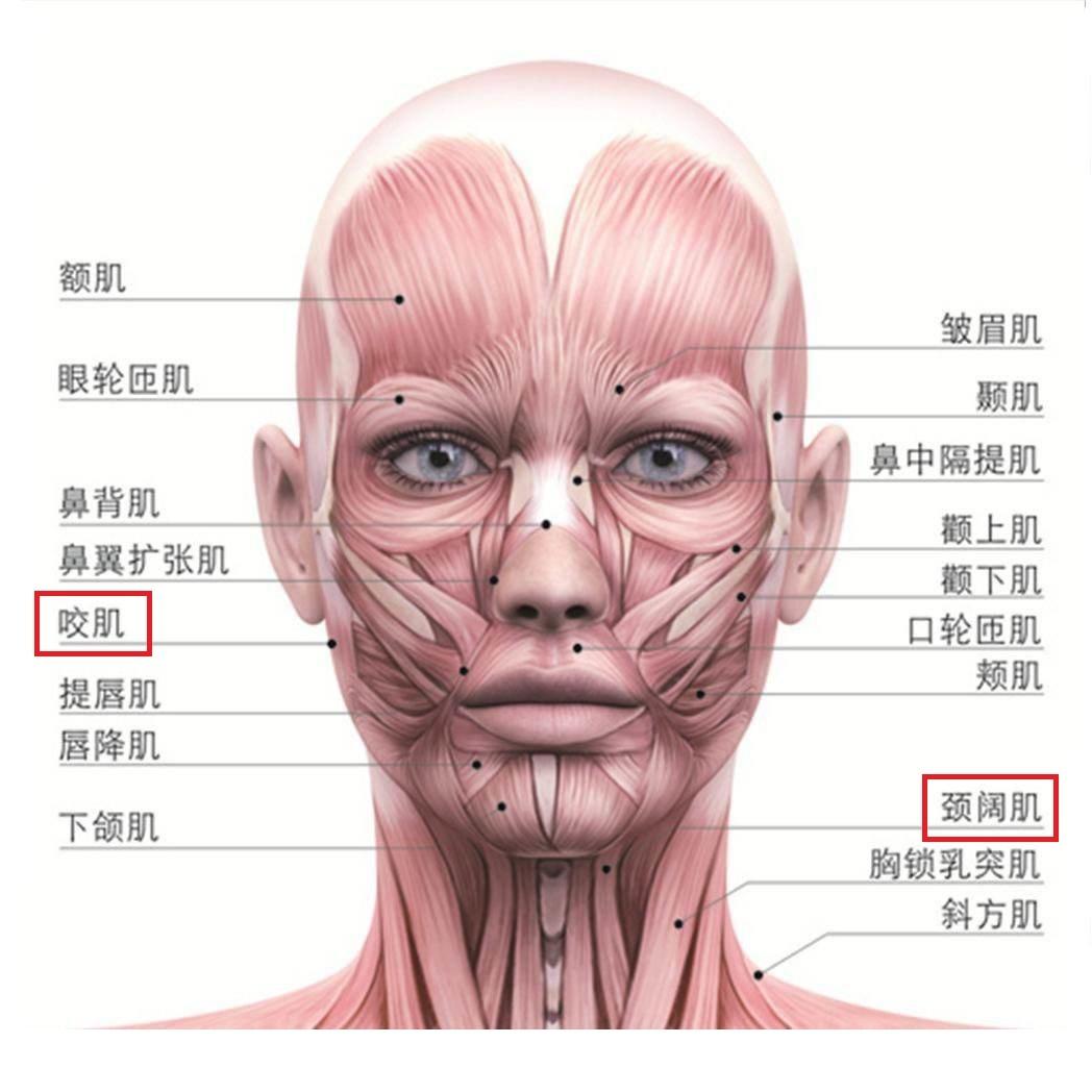 02 面部肌肉