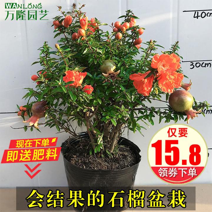 石榴花盆栽观赏果树苗室内盆景四季开花植物室外庭院阳