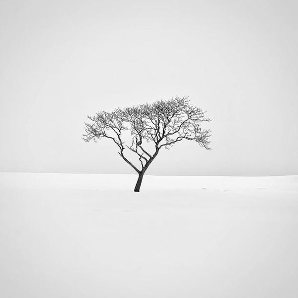 冬日雪景的黑白影像