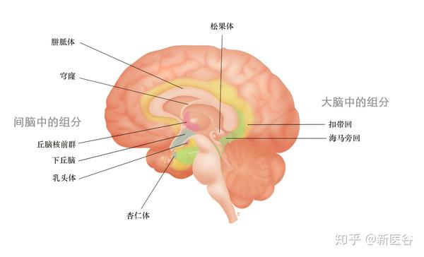 图示大脑结构,扣带回,海马旁回|图源新医谷