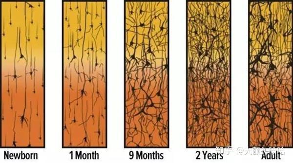 人类大脑皮层神经元突触(连接)数量的发展(从左到右):新生儿,1个月,9