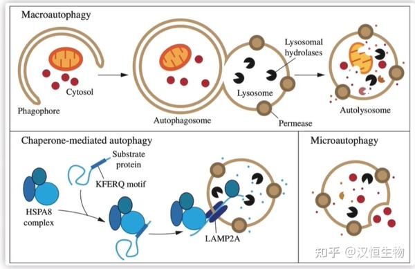 自噬干货分享系列之经典自噬研究 知乎