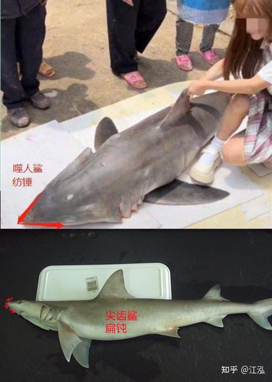 百万粉丝网红博主疑烹食噬人鲨遭举报当事人回应称是尖齿鲨渠道正规