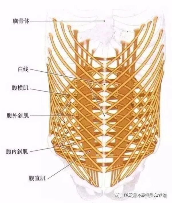 腹肌的解剖及功能作用