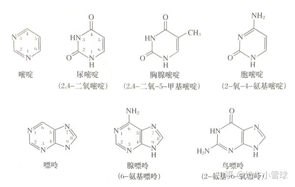 图六:主要嘧啶和嘌呤碱基化学结构