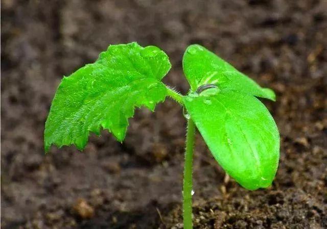 黄瓜生长发育过程中需要注意什么?黄瓜用什么肥料好?
