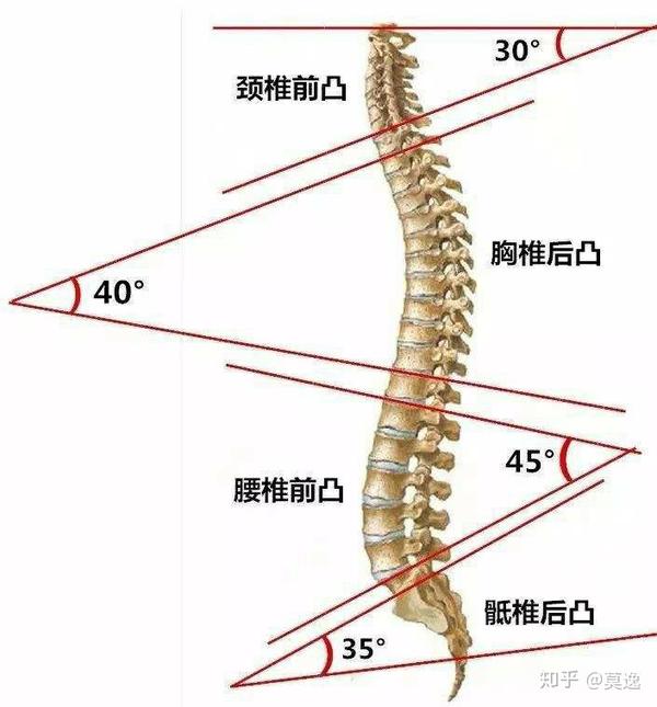 每个生理曲度是不同的,当然也存在一定的个体差异,这里仅作一般性