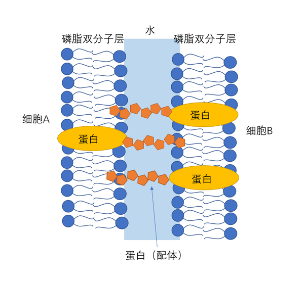 磷脂双分子层是轻油般的液体,具有流动性.