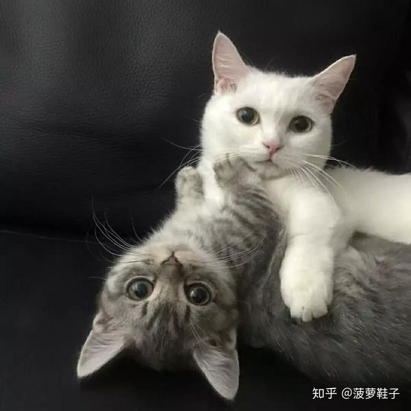有哪些好看的情侣头像?