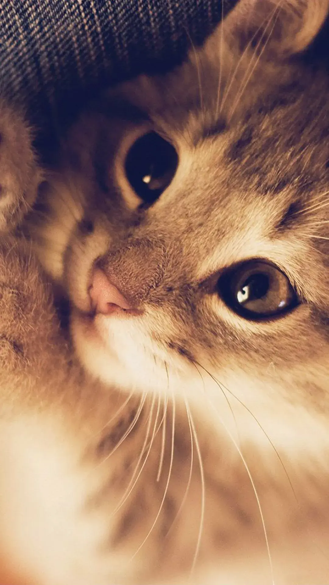 1920x1080壁纸可爱,1920X1080动漫 壁纸 动物 猫 猫咪 小猫 桌面 1080_1920 竖版 竖屏 手机