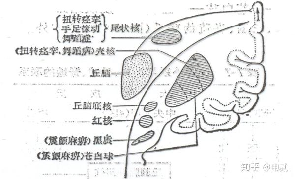 纹状体系统:分为老纹状体(苍白球,红核,黑质)和新纹状体(壳和尾状核)