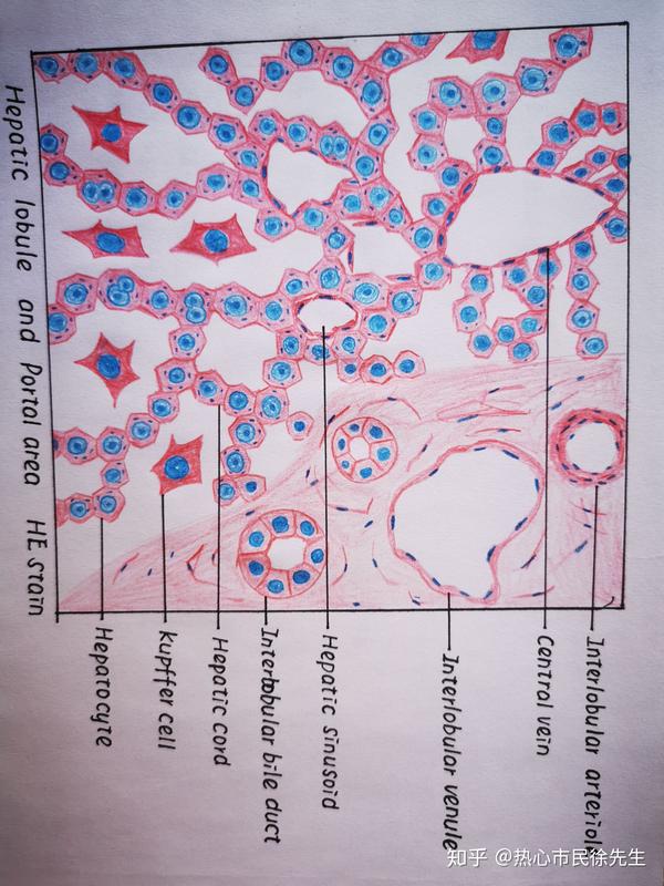 组胚红蓝铅笔手绘图 知识点总结,按需自取