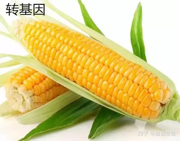 非转基因玉米个头较小,颗粒,大小不均匀,光泽较差.