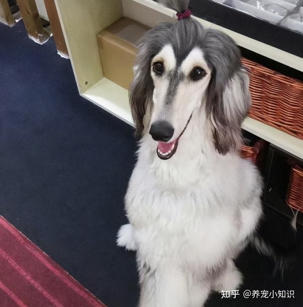 阿富汗猎犬是皇室猎犬品种血统高贵不说,而且本身颜值也很高,属于玩赏