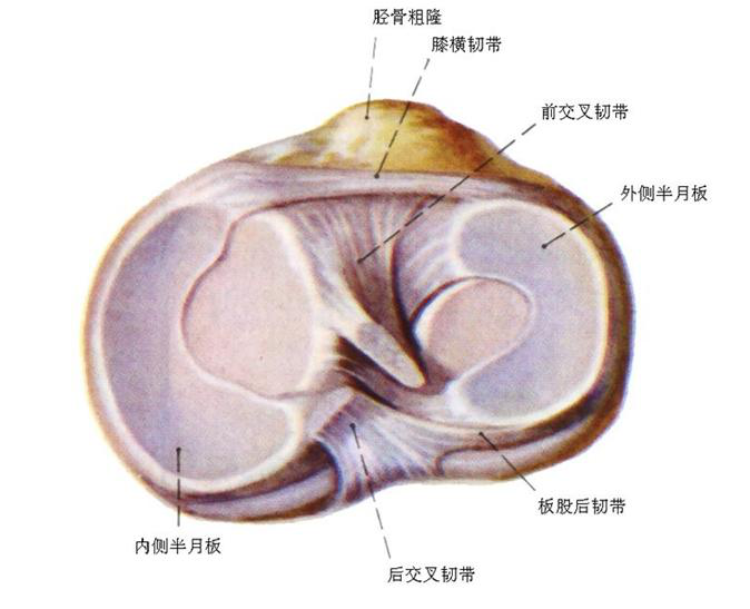 内侧半月板较大,呈"c"型;内侧半月板与内侧副韧带相连;由于内侧半月板