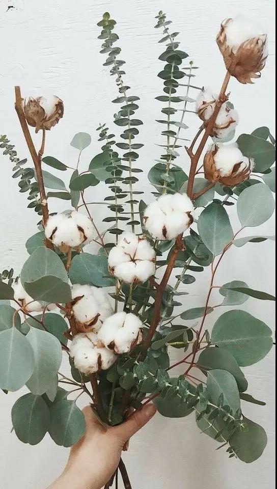 新疆棉花不是花却在花艺界有着别具一格的美