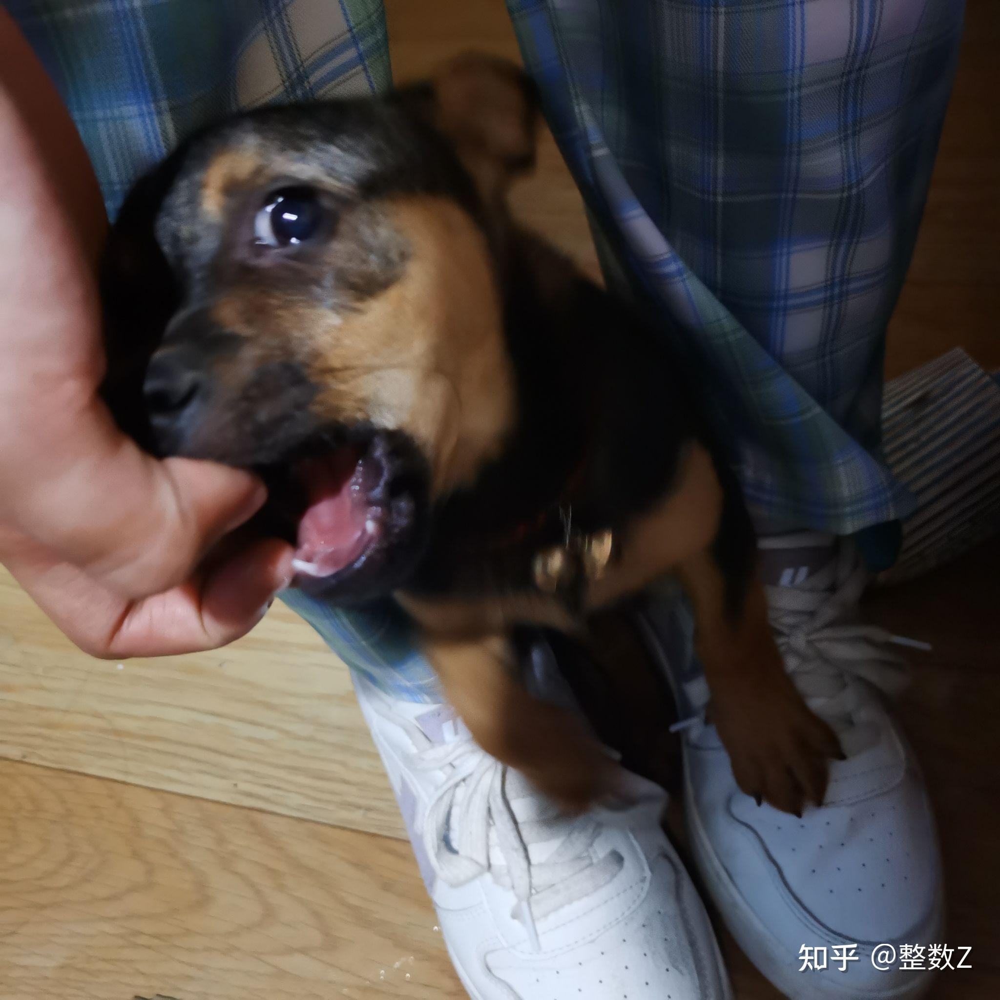 狗狗- 知乎