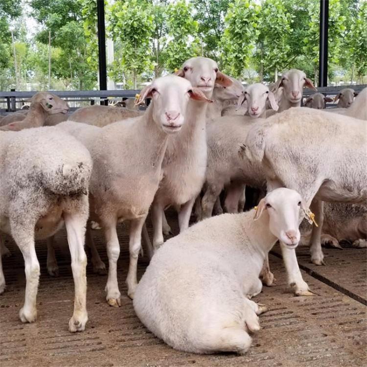 山东湖羊养殖场怀孕湖羊母价格低