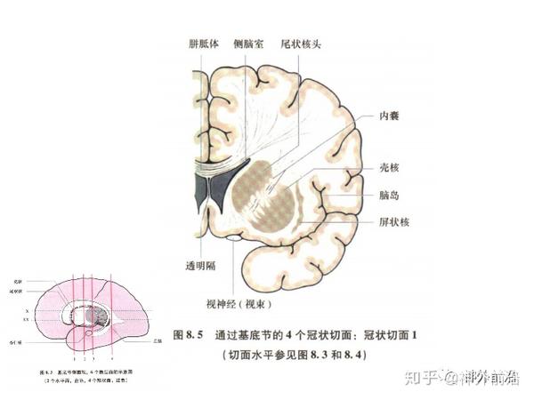 解剖课件| 基底节-内囊-丘脑解剖