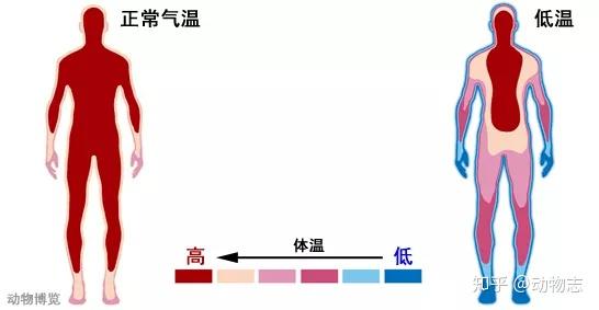 把外周部位的体温先降下来,减少散热,维持体核温度恒定