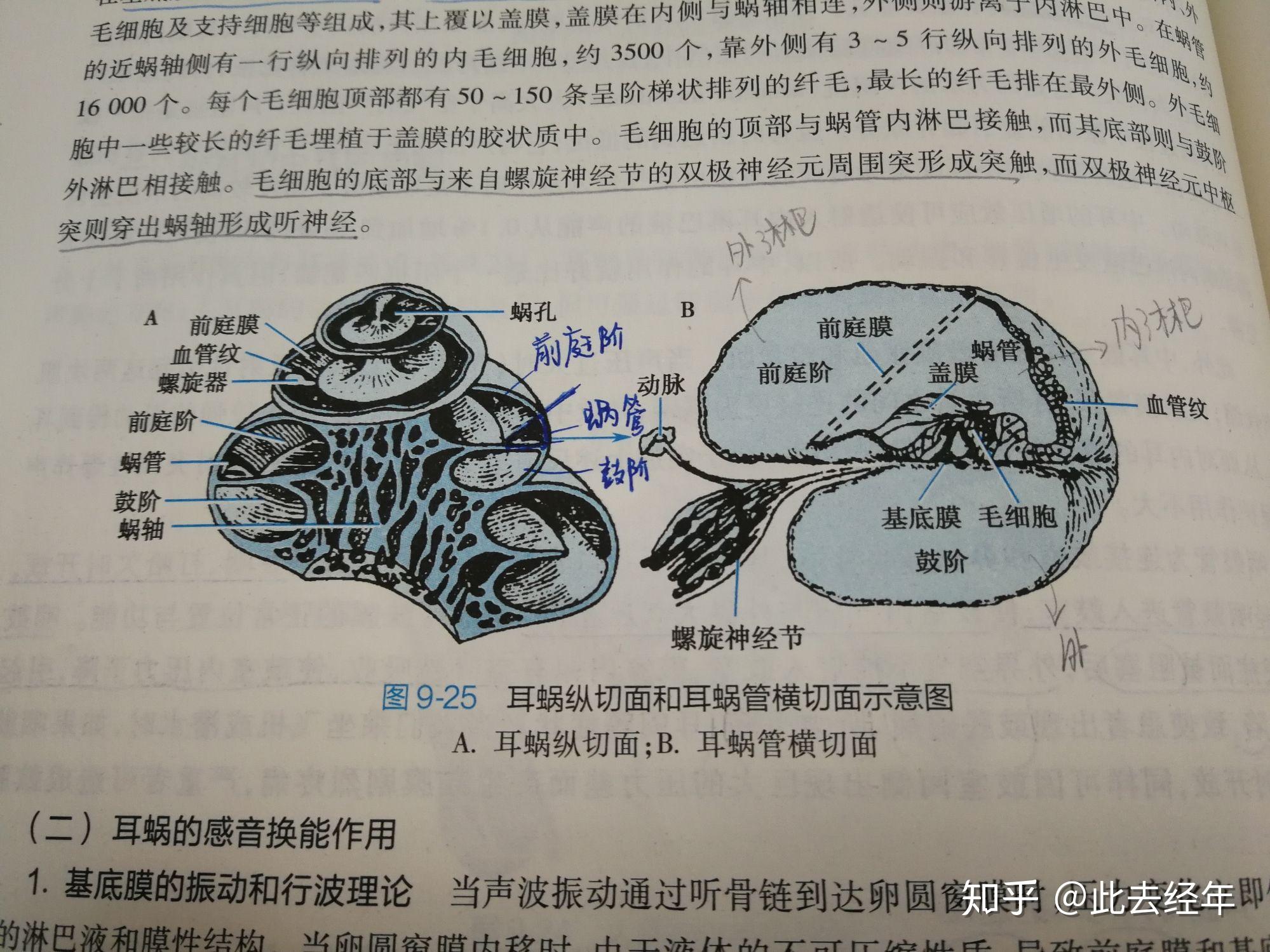 圆窗膜和卵圆窗膜有什么不同