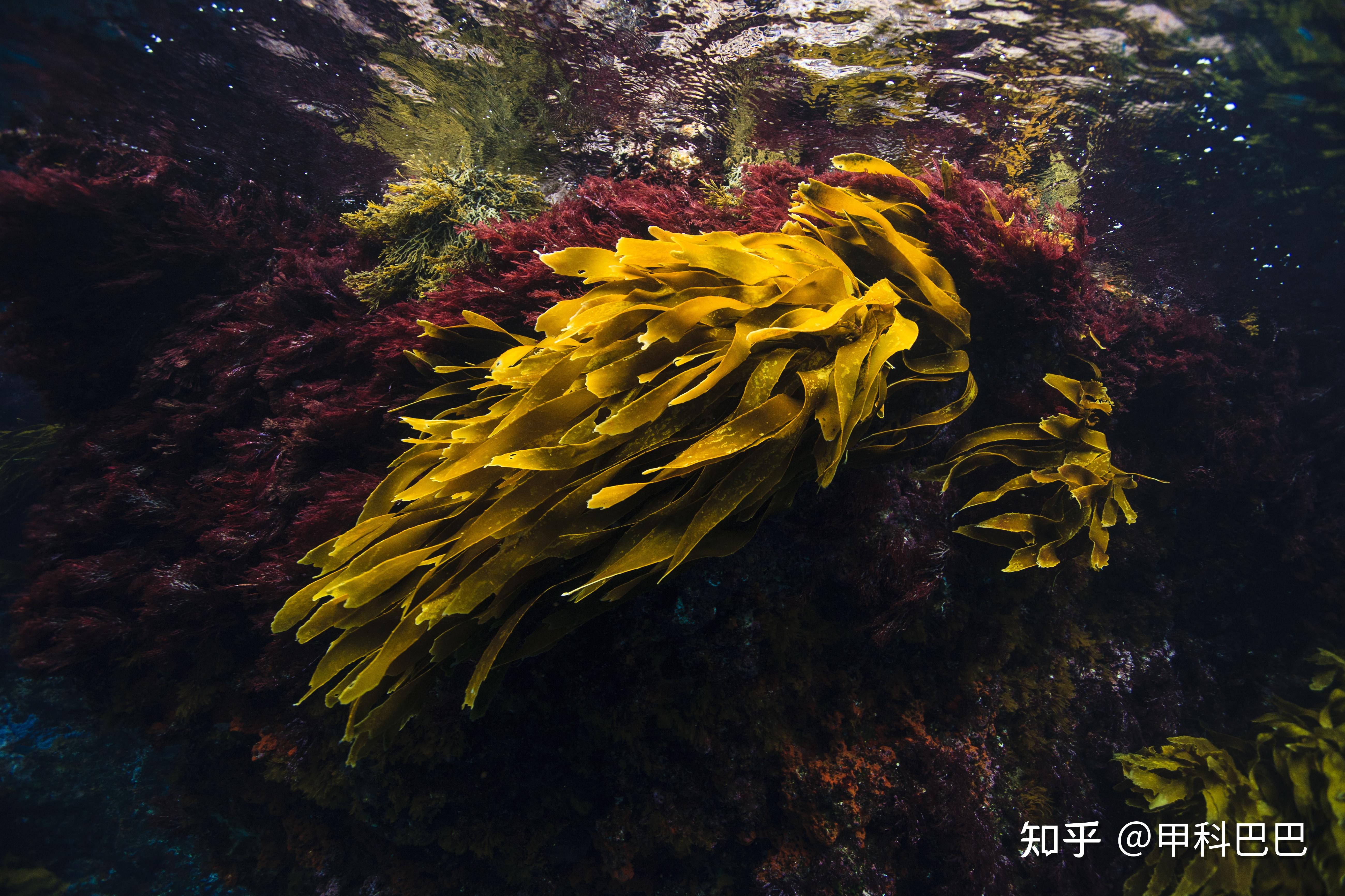 海藻里的神奇物质 知乎