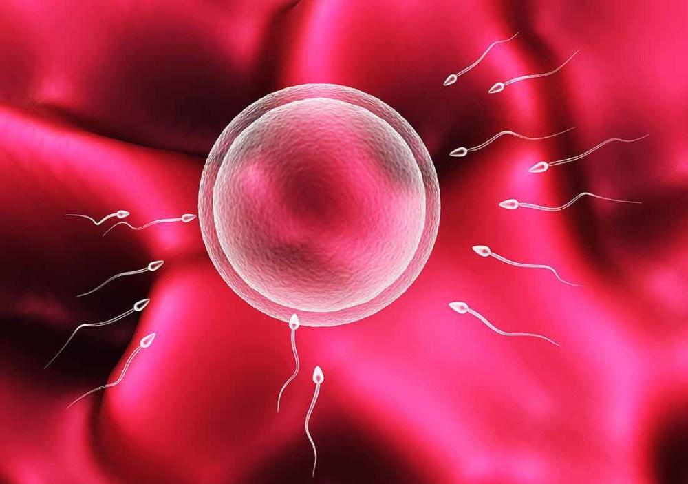 试管婴儿放两个胚胎都能成活吗