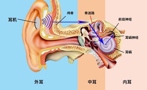 外耳道-鼓膜-听小骨(锤骨-砧骨-镫骨-迷路-淋巴液-毛细胞-听神经)