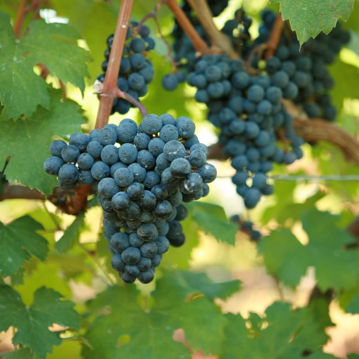 蒙大维酒庄品丽珠robert mondavi,cab franc 2016
