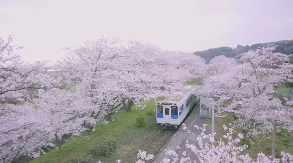 电车开进樱花林,这不就是最唯美的日剧场景吗?