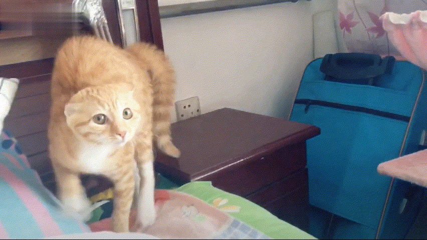 你家猫猫的哪个姿势,让你觉得不阔思议?