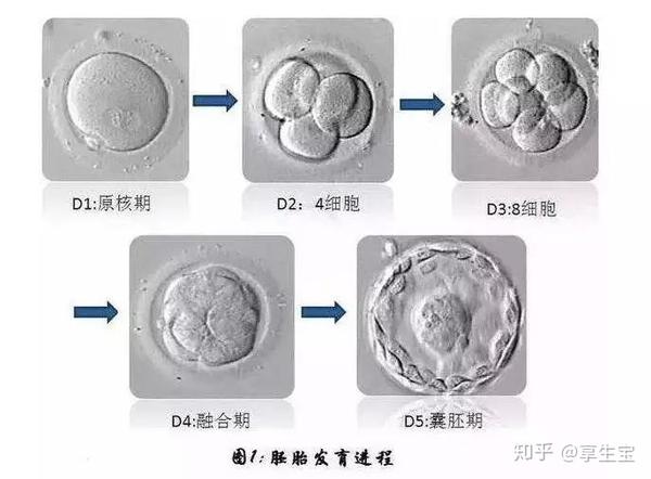 做试管时移植囊胚的成功几率更高吗?