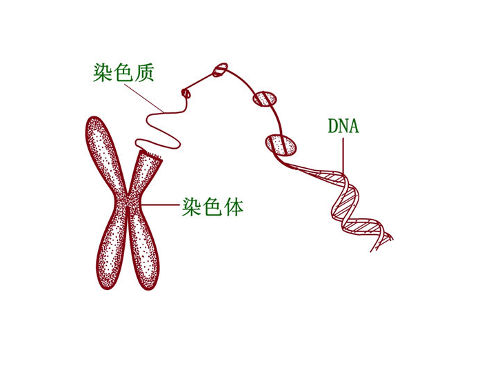 试管婴儿前期检查染色体核型报告怎么看