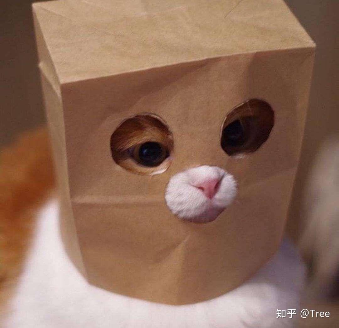 有没有猫咪戴着纸袋头套的头像哇是一只橘猫只露出了眼睛鼻子嘴巴