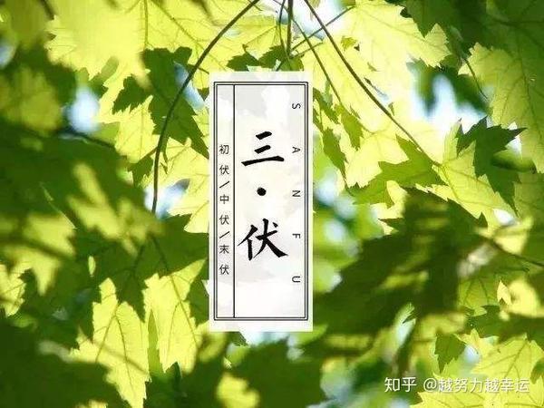 2019年三伏天与三伏天灸养生疗法