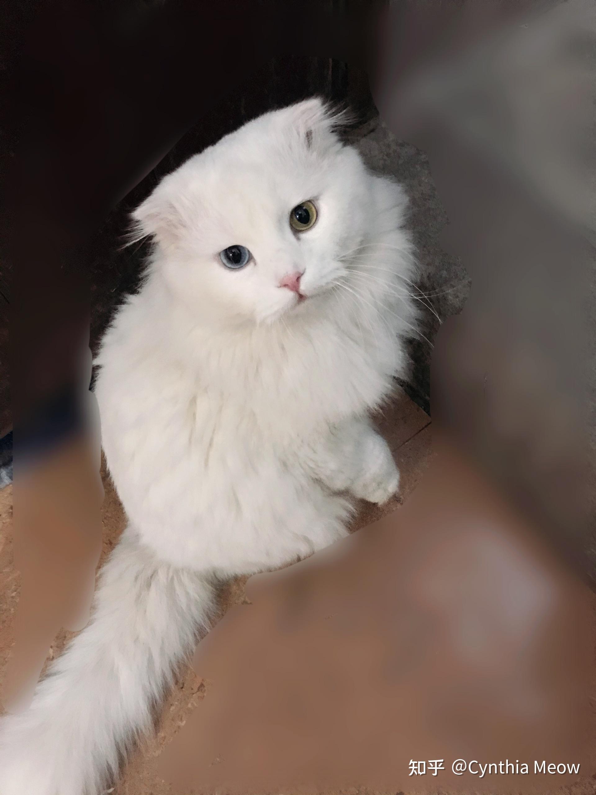 一只异瞳折耳蓝猫多少钱