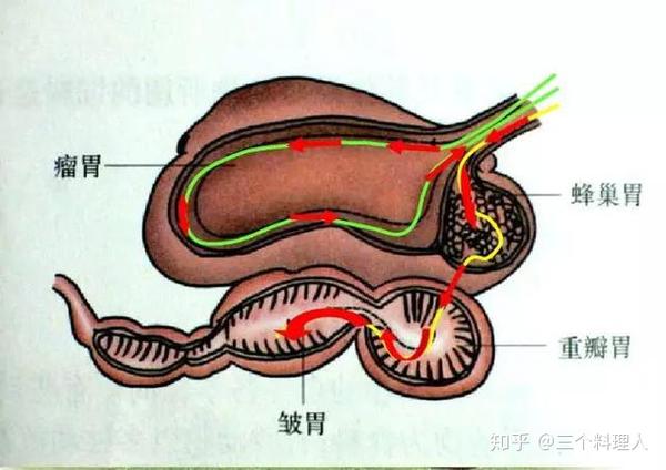 羊胃的四个仓室分别是:瘤胃,网胃,瓣胃屯皱胃.