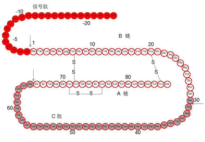 牛胰岛素里面的cly是什么氨基酸