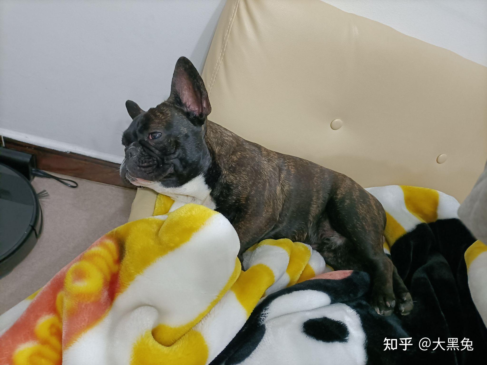 品相不好的法斗长大以后是什么样子的