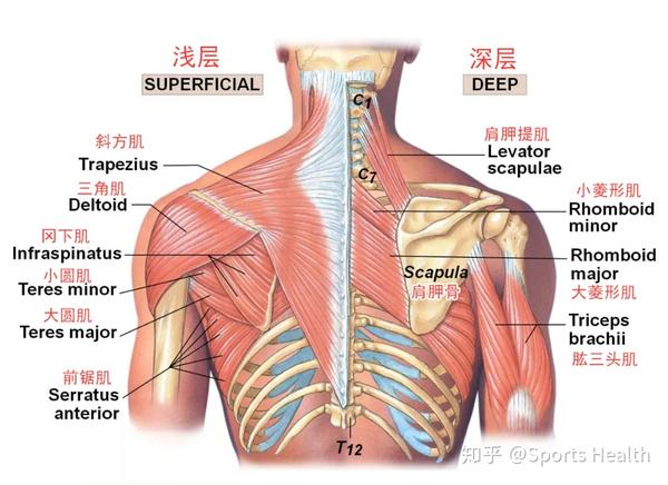 肩胛骨本身并非牢牢地黏附在肋骨上,它是一个靠肌肉拉扯才能固定的