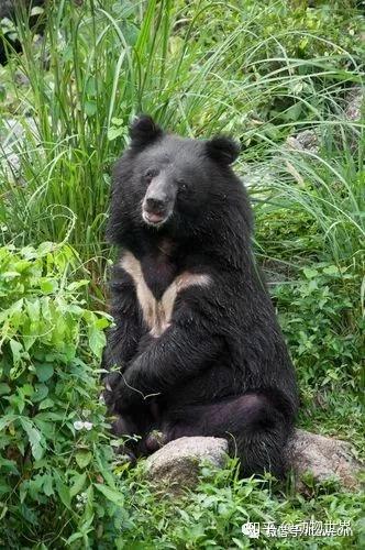 东北黑熊,又称乌苏里黑熊,分布于西伯利亚南