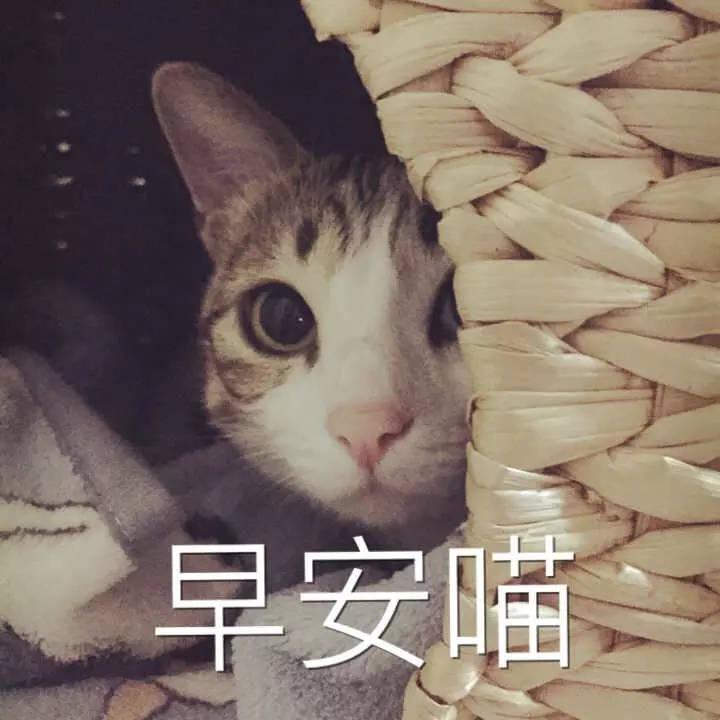 各位有早晚安的表情包嘛
