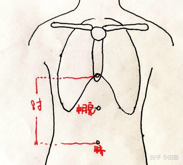 中脘在上腹部,前正中线上,肚脐上4寸.