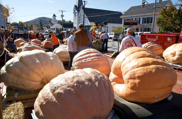 the pumpkin regatta南瓜赛船会是吉姆·波舍明( jim beauchemin)的