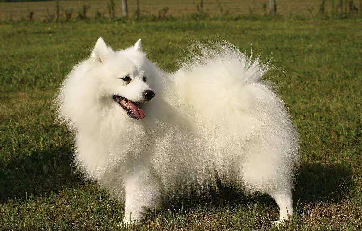 日本狐狸犬japanesespitz