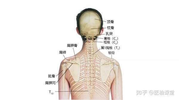 头颈前,侧面骨骼 头颈前侧肌肉 头颈侧面肌肉 斜角肌及侧颈部解剖 头