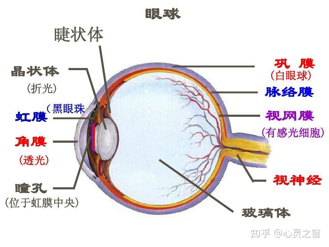 而旁中心光学焦点落在视网膜后,形成旁中心的远视性离焦